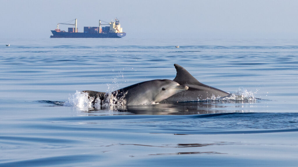 Photo by Silvia Bonizzoni, Project SeaInsights.